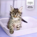 Lavender Scented Cat Litter 5L - Strong Clumping Clay Litter